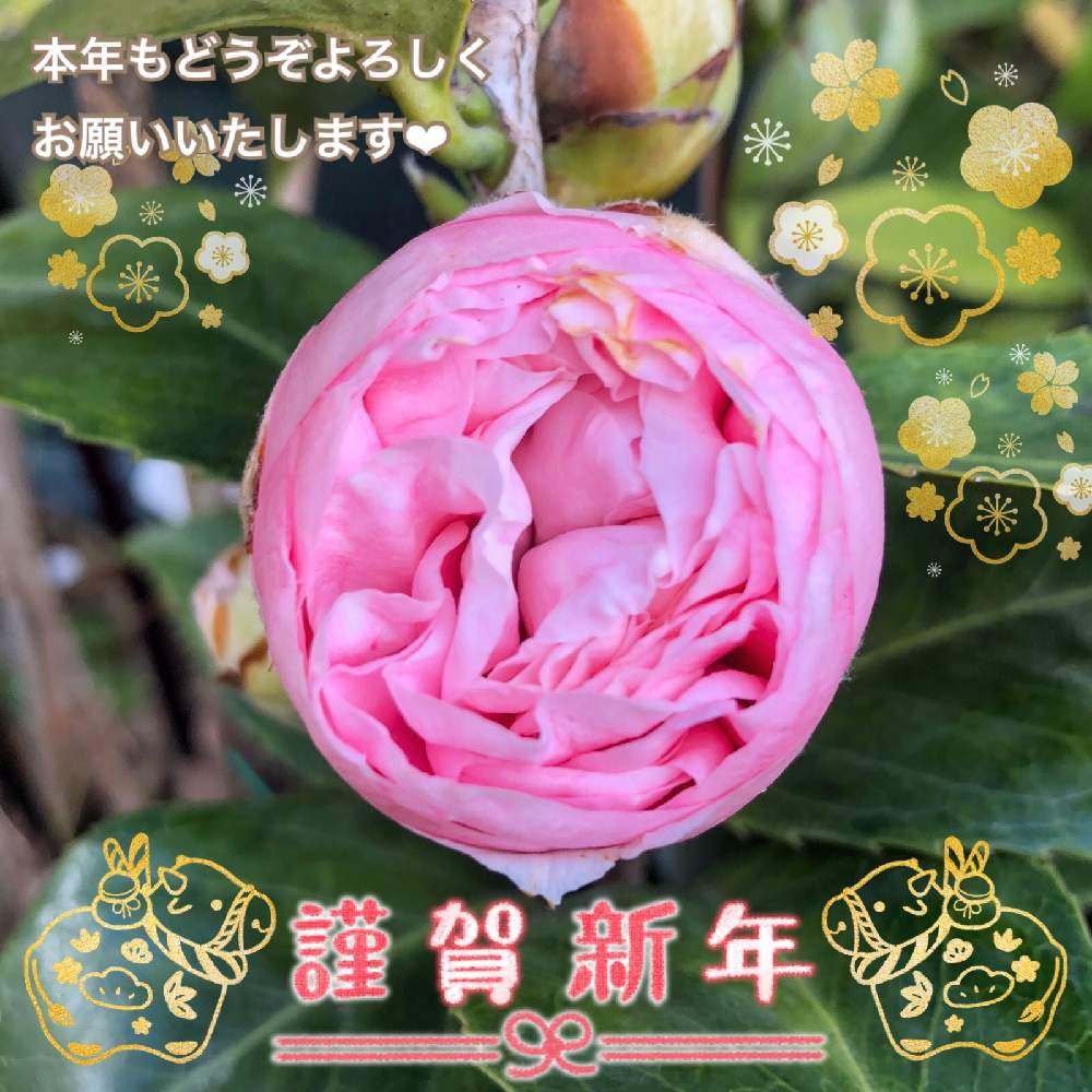 小さな庭の画像 by emptyさん | 小さな庭とツバキとエレガンススプレンダーとピンクの花とお気に入りとお気に入り♡とおうち園芸と可愛いと花のある暮らしとempty宅の椿コレクション