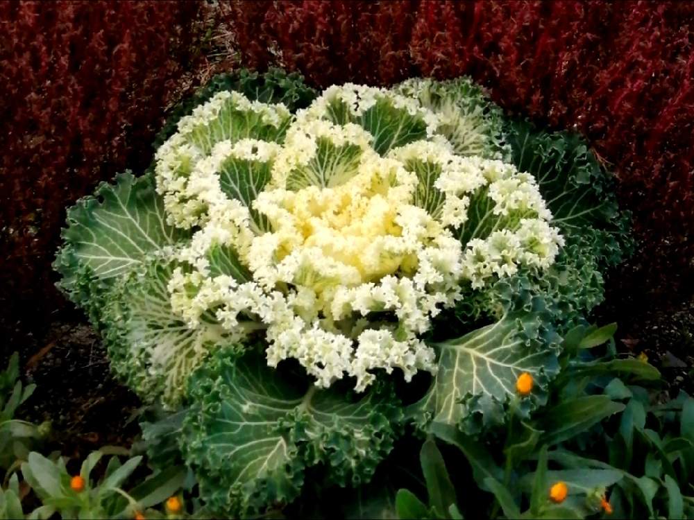 お出かけ先の画像 by 風の駅さん | お出かけ先と葉牡丹と今日の花とぶらり電動チャリと拝借(撮影)とジジイとババアの難癖