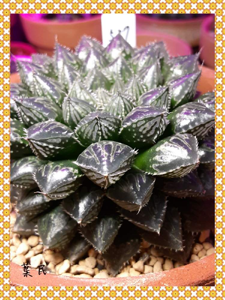 部屋の画像 by 葉民さん | 部屋と多肉植物と植物育成ライトとハオルチア属と黒腐土と多肉植物の育成と黒腐田土と植中毒と新プロジェクトと多肉種と自作用土