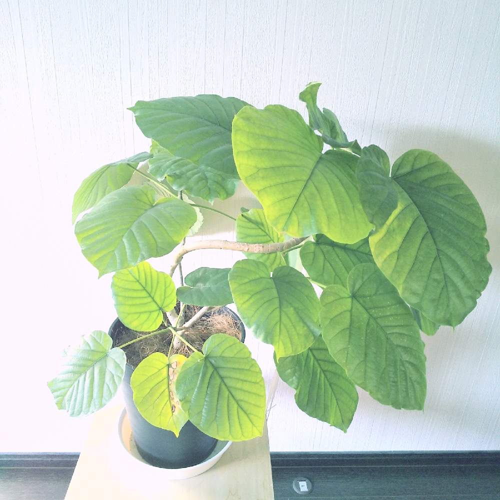 寝室の画像 by ☆りん☆さん | 寝室とウンベラータとフィカス ウンベラータとNO GREEN NO LIFEと観葉植物とスクスク成長中と植物中毒と癒し空間と成長記録と曲げ木