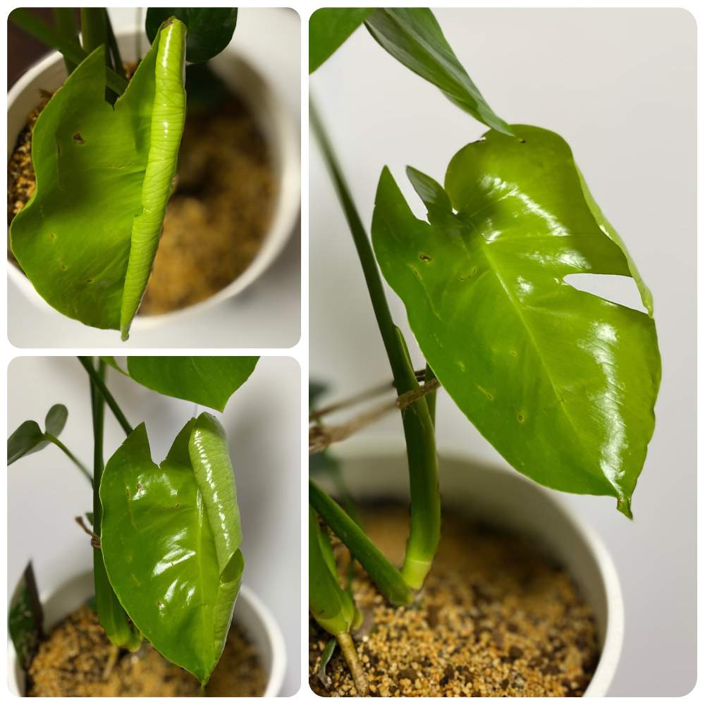 の画像 by ルミさん | モンステラと観葉植物と可愛いなと小さな苗からとおうち園芸と植中毒と鉢植えと花のある暮らしと玄関先