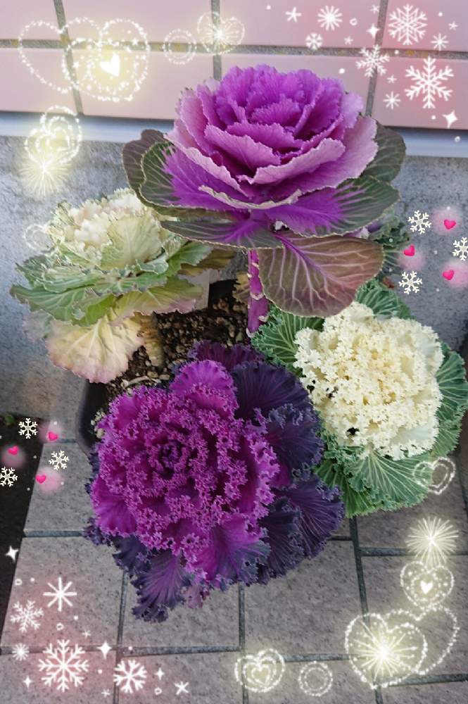 お出かけ先の画像 by みゆさん | お出かけ先と好き✿と葉牡丹✿と❤️M.family❤️とありがとうと花のある暮らし