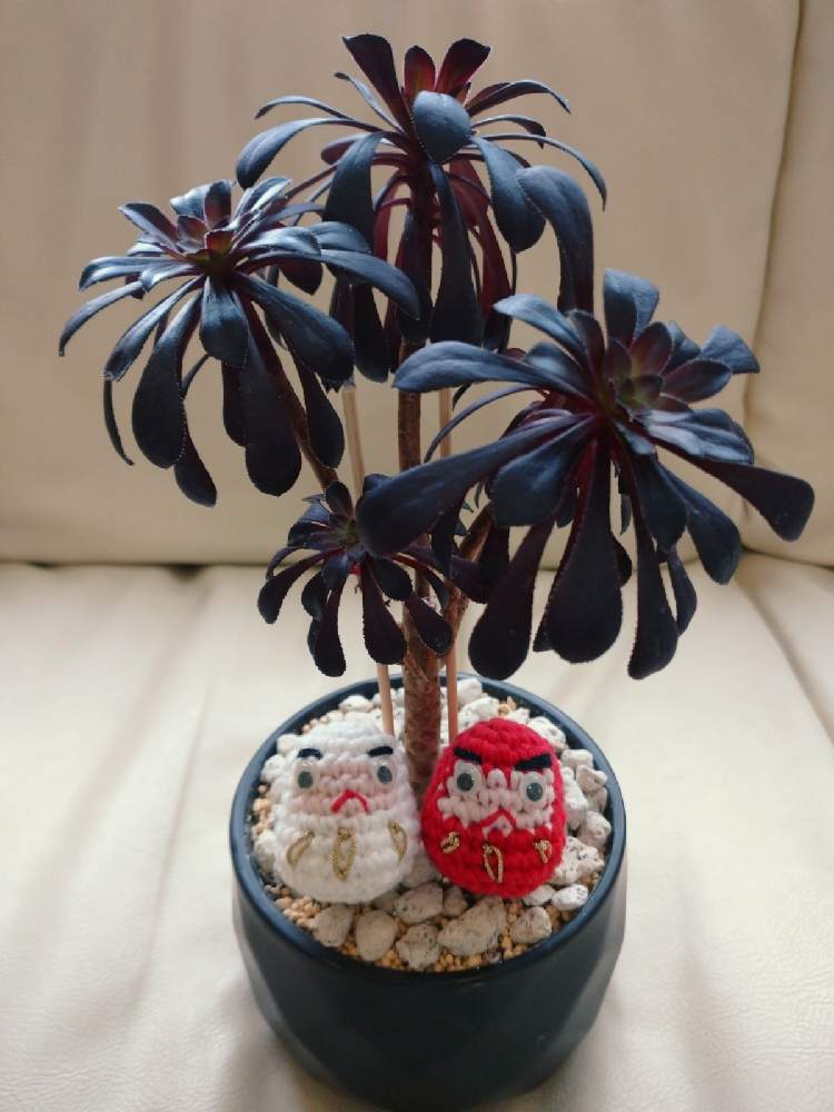 部屋の画像 by かくれんぼさん | 部屋と#多肉植物と自然界の色と植物の力と植物が人を繋ぐと愛猫家と冬支度と黒法師✨と多肉初心者とだるま祭り2021