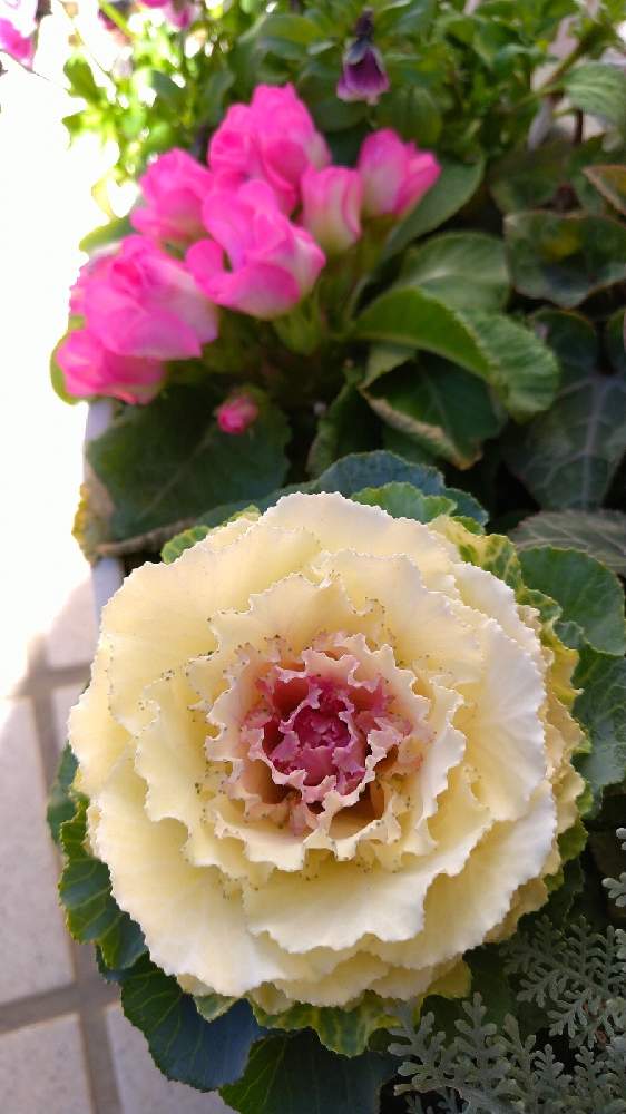 の画像 by なおみ♥さん | 葉牡丹と薔薇咲きジュリアンとコロナおしりペンペン( ・᷄ὢ・᷅ )とお花が可愛いと素敵❤と花のある暮らしと日当たりの悪い家とコロナ消えろ‼ビーム‼