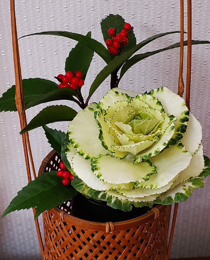 部屋の画像 by こたさん | 部屋と葉牡丹と千両とありがとう♡と今日のお花と小さな幸せと繋がりに感謝✨