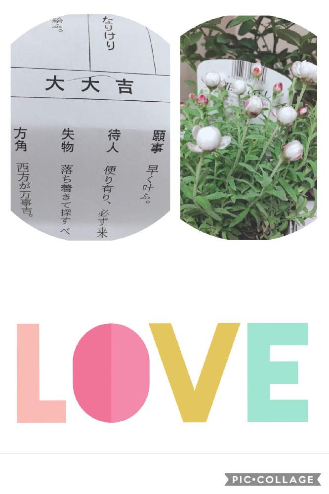 お出かけ先の画像 by 花が好きさん | お出かけ先と花かんざしとおみくじ大大吉〜♡といつも笑顔で〜〜♡とキュンキュン乙女倶楽部とみんなが幸せに〜〜♡とありがとう♡とGSミニモニと花のある世界♡といい感じ♪♪と優しい色合い♡とバラと夢CLUBと小さな庭♡ととても癒される♡とガーデニングと花のある暮らしと花が好きです♡♡♡と花の16年組♡とみんなが健康に〜〜♡と可愛らしい♡