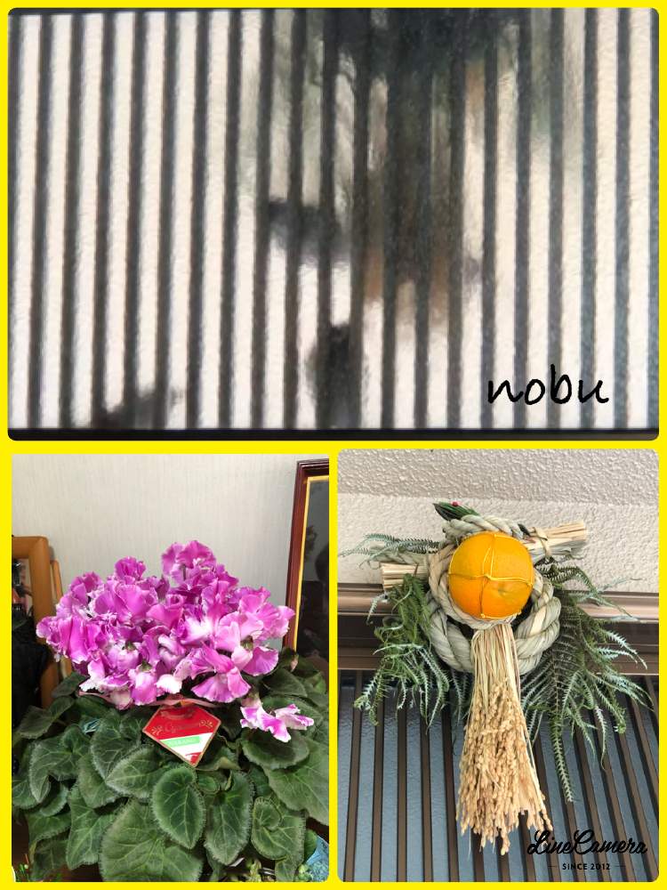 玄関の画像 by アマリリスさん | 玄関とHTCとキュンキュン乙女倶楽部と医療・介護の皆様に感謝と今年のお正月とお正月フォトコン2021年としめ縄飾りとHTC.247とひやみかち首里城!とキュンキュン乙女倶楽部NO、230と雀のバトルとピンクのシクラメンと花のある暮らしと半額以下でしたとたにおたくらぶとたにおたくらぶNO134と シクラメンと雀の食事