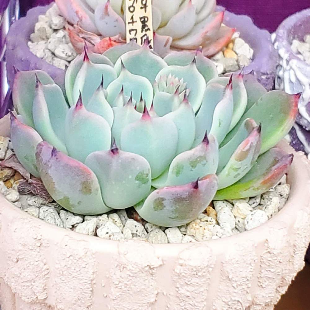 の画像 by mimi29K∧N∧さん | 多肉植物とリメ缶とリメイクと多肉植物が好きな人と繋がりたいと多肉植物寄せ植えとおうち園芸とタニ友募集とリメ鉢とセダム寄植えとエケベリア属とガチャガチャ鉢とキャンディポットとリメイク缶と多肉鉢植え苗ケース希望とリメイク鉢とガチャガチャ