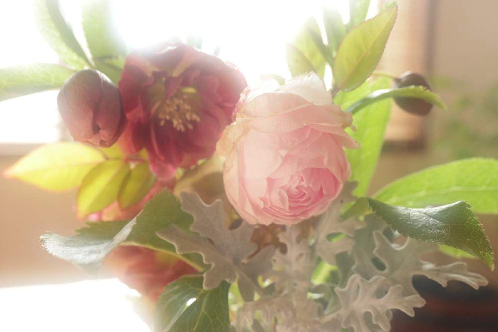 部屋の画像 by そよ風(ちなみ)さん | 部屋とクリスマスローズとシロタエギクと薔薇 粉粧楼とcanonと私の花の写真と薔薇愛同盟とガーデニング大好きと花の好きな方と繋がりたいとおうち園芸とふんわりphotoとまいがーでんとミラーレス一眼と月曜日にはバラをと花のある暮らしとチーム愛知