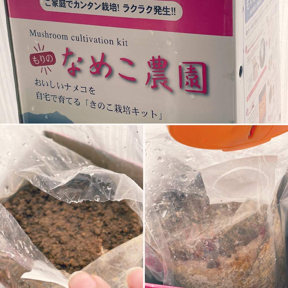 部屋の画像 by haru na-naさん | 部屋となめこ農園と#きのこモニター2020