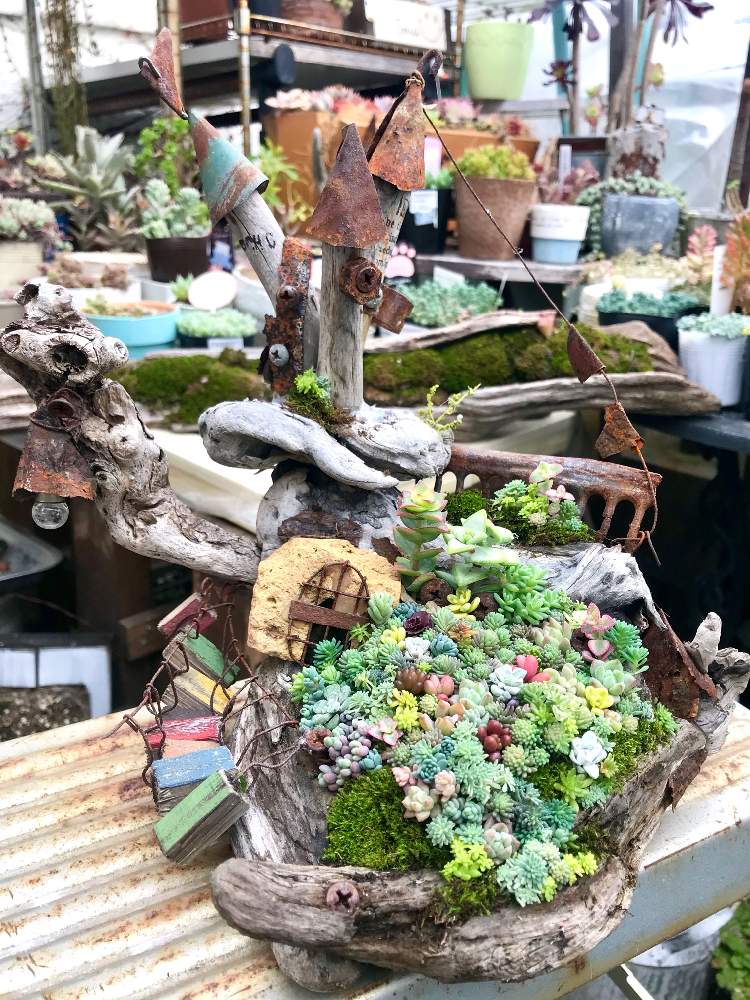 バルコニー/ベランダの画像 by hideさん | バルコニー/ベランダと多肉植物の寄植えとセダム属とオトメンズと多肉16同期と多肉植物と多肉男子とHTCとジジババ同盟とjunk arrowさんとベランダガーデニングとセダムセット希望と植中毒とエケベリア属と流木とタニラーとオブラー党と多肉植物の寄植とバルコニストとちまちま寄せ