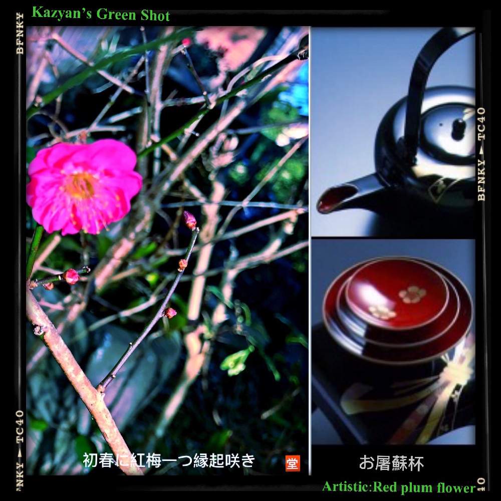小さな庭の画像 by Kazyanさん | 小さな庭と早咲きの紅梅の花とお屠蘇セットと紅梅の花とお屠蘇 和堂と正月模様 和堂とお屠蘇とCarpe Diem! 和堂と紅梅の花と梅シリーズ 和堂と詠歌シリーズ 和堂とお屠蘇用器と石臼遊び 和堂と石臼と花咲シリーズ 和堂と石臼と花華たち 和堂と石臼遊びシリーズ:春の編と石臼遊びシリーズ 和堂と万葉の藪庭シリーズ 和堂と万葉の藪庭シリーズ編と年賀シリーズ 和堂と日本文化の伝承