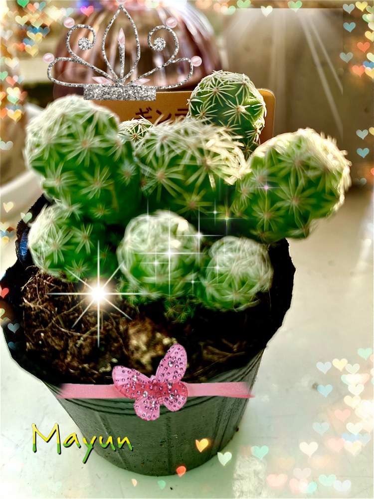 窓辺の画像 by マユンさん | 窓辺とギンテマリと窓辺の植物たちと新しい仲間と日々のつぶやき