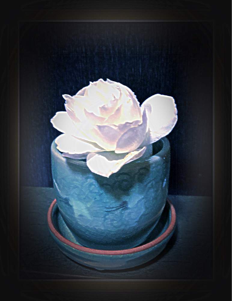 小さな庭の画像 by Kazyanさん | 小さな庭とCarpe Diem! 和堂と英国殿堂入りの白薔薇と生花シリーズ 和堂と薔薇シリーズ 和堂と詠歌シリーズ 和堂と花器:青磁の湯呑み 和堂