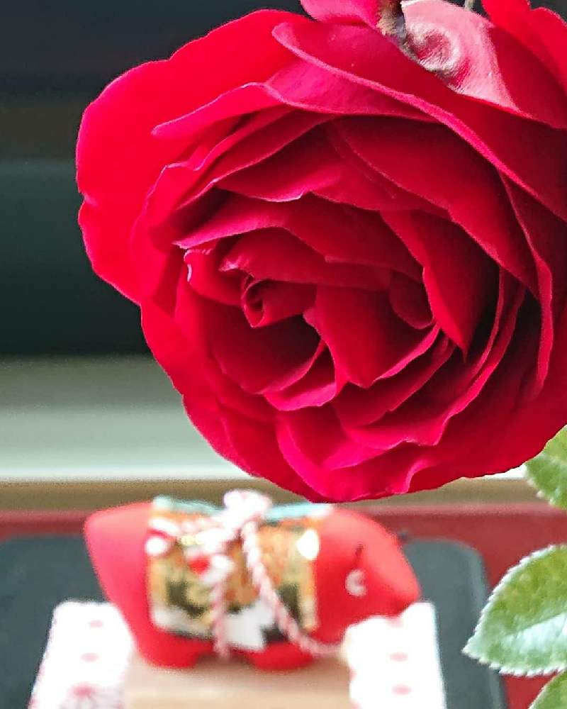 インテリアの画像 by そよ風(ちなみ)さん | インテリアと薔薇 イングリッド・バーグマンとあっ火曜日と私の花の写真と薔薇愛同盟と花曜日とガーデニング大好きと花の好きな方と繋がりたいとおうち園芸とまいがーでんと花のある暮らしとチーム愛知