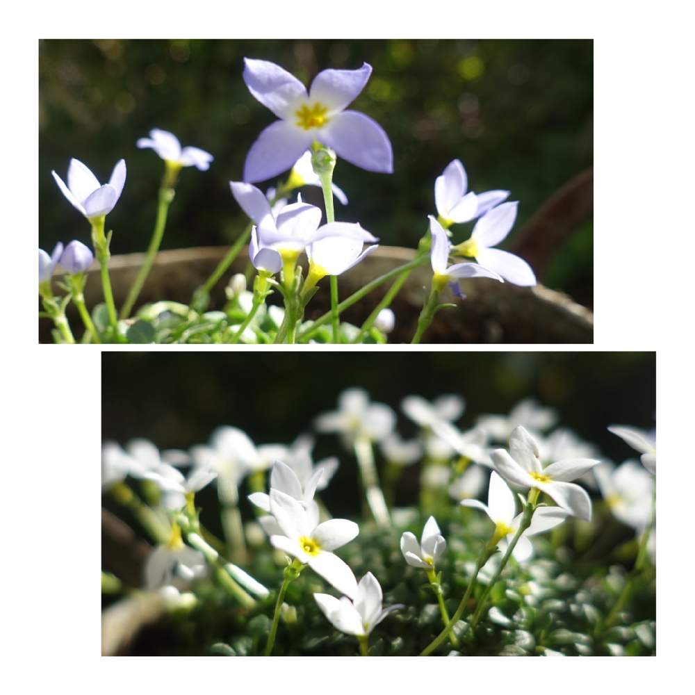 の画像 by リッキーさん | ヒナソウと小さくて可愛いと小さいお花大好きとお花から元気をもらいますとお花に癒される日々