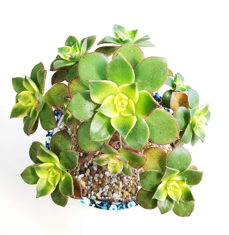 バルコニー/ベランダの画像 by eyeさん | バルコニー/ベランダとAeonium haworthii ‘Dream Color’とハオルシー ドリーム カラーと夕映えとGARDENIA.とハオルシー トリカラーとRHSとアエオニウム属とハオルシー ドリーム カラーと☆eye☆や行と夕映え アエオニウム属と三重県とコメリとAeonium haworthii 'Tricolor 'とアオエニウム属キウイと王立園芸協会とAward of Garden Meritと⭐eye⭐アエオニウム属と☆eye☆は行と赤フチ同盟とハオルシー トリコロール