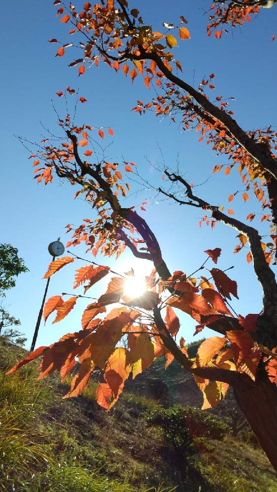 お出かけ先の画像 by 道標さん | お出かけ先と青空と紅葉☆と紅葉した葉っぱと初冬と陽の光りを浴びてと陽当たりの良い場所と澄んだ青空と開けた場所と公園の高台
