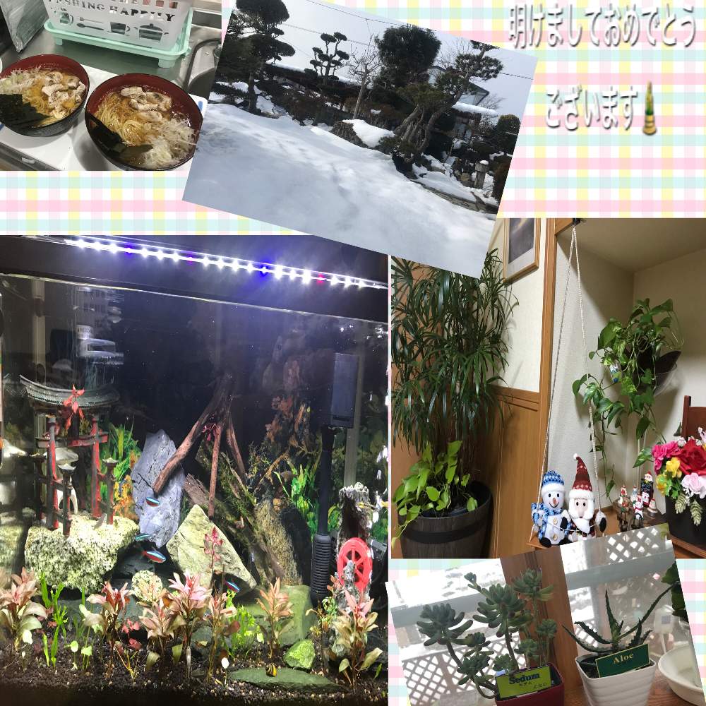 インテリアの画像 by ロエンさん | インテリアとアロエとセダムと松の木と雪景色と水草アクアリウムと見守りっ子と冷やしラーメンと医療・介護の皆様に感謝といつも ありがとうございます❤と今年もよろしくお願いしますとコロナウイルスの終息を願う!とねこちゃん♡と水槽と綺麗にお掃除とお庭とアクアリウムとGREEN UP!と見守りっ子ツリーと見守り隊と頑張れ❗️日本