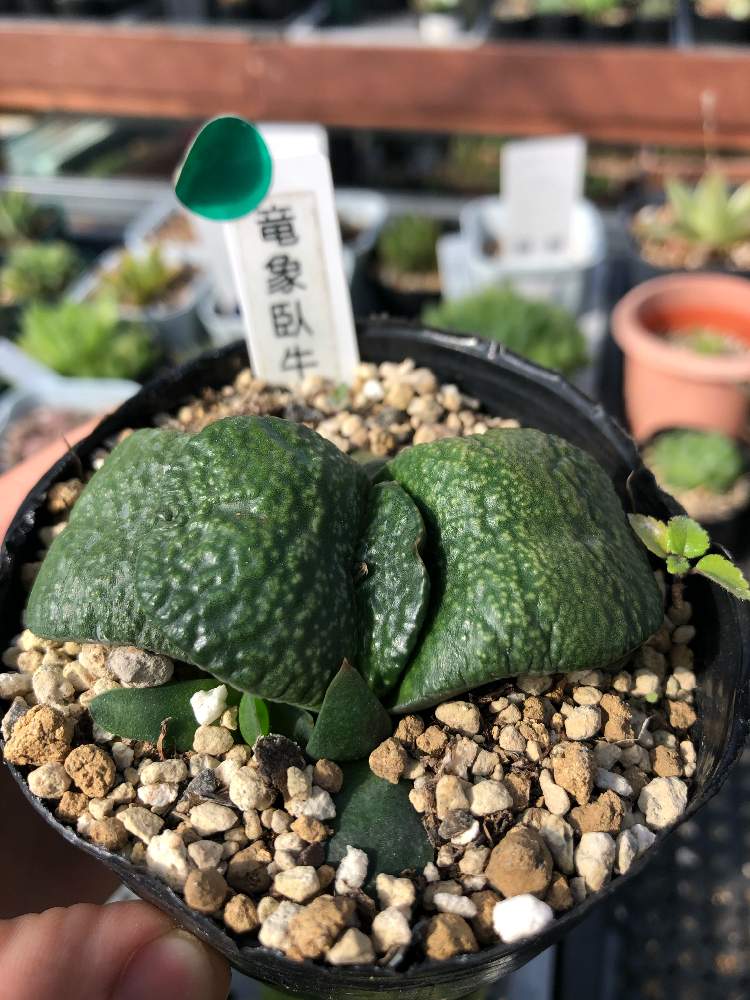 アプローチの画像 by サンキュー多肉 さん | アプローチと多肉植物と多肉男子と竜象臥牛☆とガステリア臥牛とタニラーとサンキュー多肉と花のある暮らしとガステリアとサンキュー多肉ガステリア