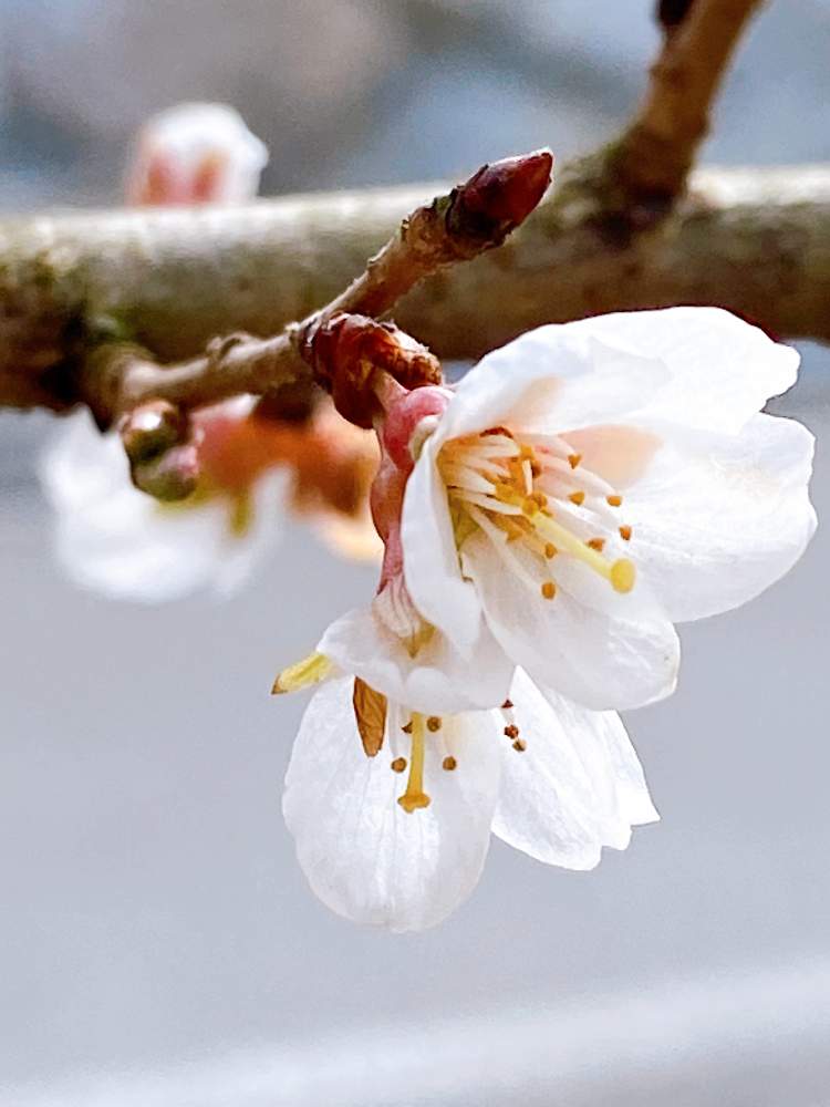 お出かけ先の画像 by まっしゅさん | お出かけ先と四季桜と冬の桜と長野県と寒〜い