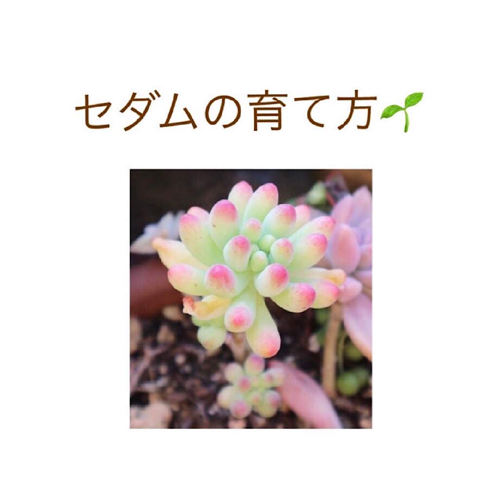 小さな庭の画像 by 多肉堂ホリユミさん | 小さな庭とセダム属と多肉植物とタニパトと多肉大好きと多肉植物寄せ植えと多肉のある暮らしとおうち園芸とエケベリア属と多肉女子とタニラーとガーデニングと多肉棚と多肉植物の育て方と多肉寄せ植えと多肉狩り