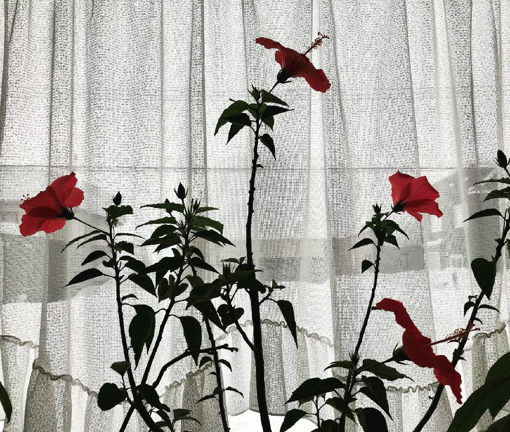 窓辺の画像 by ナッキーさん | 窓辺と観葉植物と花のある暮らし