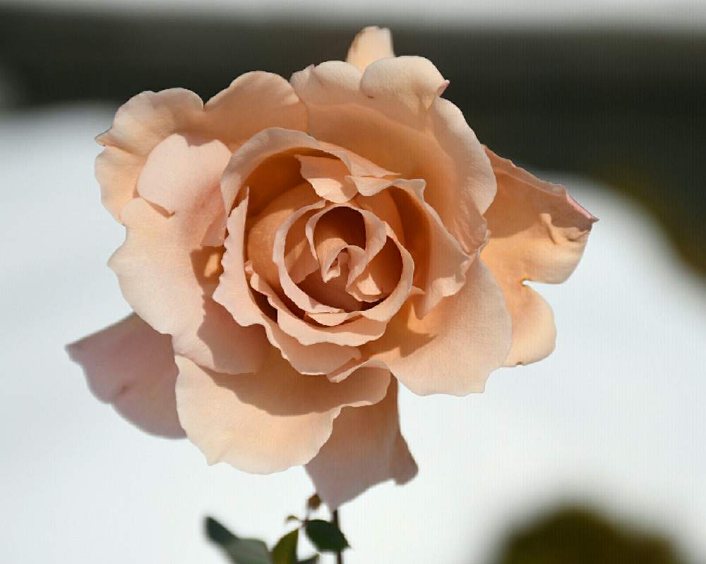 の画像 by naokichiさん | ばら バラ 薔薇と薔薇愛同盟とマイガーデンとおうち園芸と花のある暮らしと薔薇♪とバラ・ミニバラ