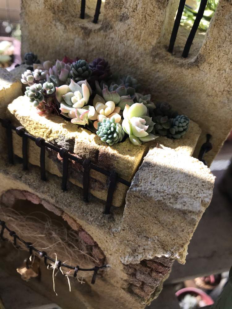 の画像 by beer _rabbit_**さん | 多肉植物とベランダ多肉と寄せ植えと西日とモルタルデコとちま寄せと花のある暮らしと多肉寄せ植え