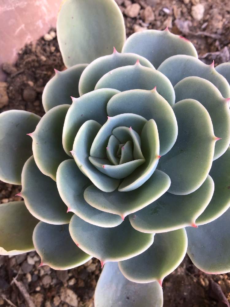 小さな庭の画像 by Be happy !さん | 小さな庭と多肉植物と寒さに負けないとbe happy❤️と元気をもらうとおうち園芸とだいすき♥️と美しい✨✨と心が和みます。と幸せを感じる