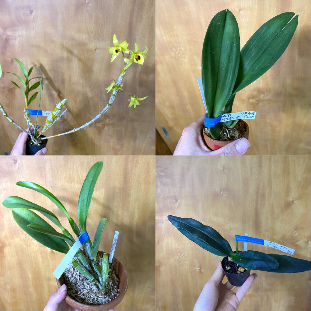 部屋の画像 by いろはさん | 部屋と洋蘭と着生ランと洋蘭展と植中毒と洋蘭広め隊と洋ランと珍奇植物と洋蘭交配種と洋蘭原種