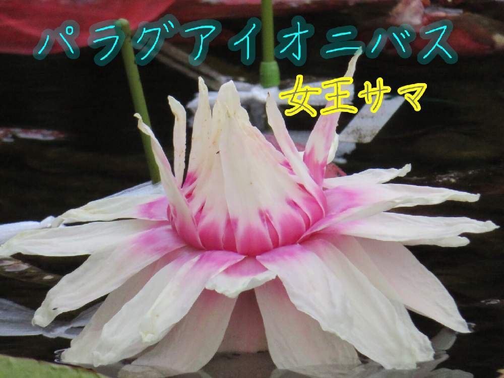 お出かけ先の画像 by かずやんさん | お出かけ先と神代植物園