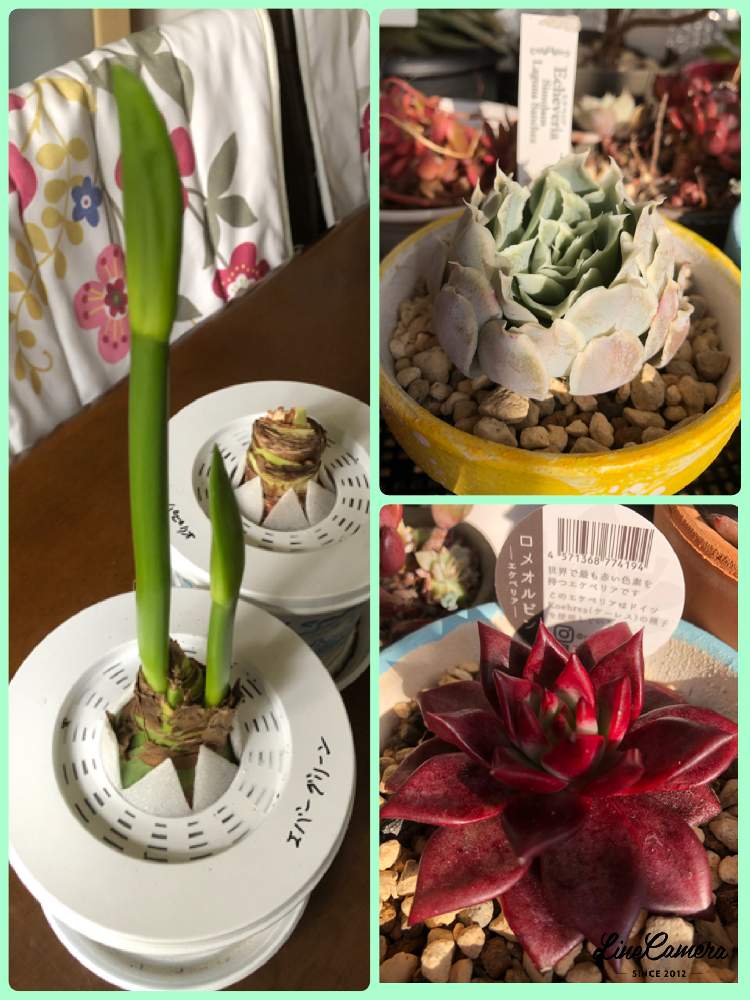 部屋の画像 by アマリリスさん | 部屋と多肉植物とHTCとキュンキュン乙女倶楽部と医療・介護の皆様に感謝とロメオルビン♡とアマリリスの花とHTC.247とひやみかち首里城!とおうち園芸と緑ですよとシムランスラグナサンチェスとキュンキュン乙女倶楽部NO、230と真っ赤と花のある暮らしと広島市とたにおたくらぶとたにおたくらぶNO134と寒くて閉じてます?