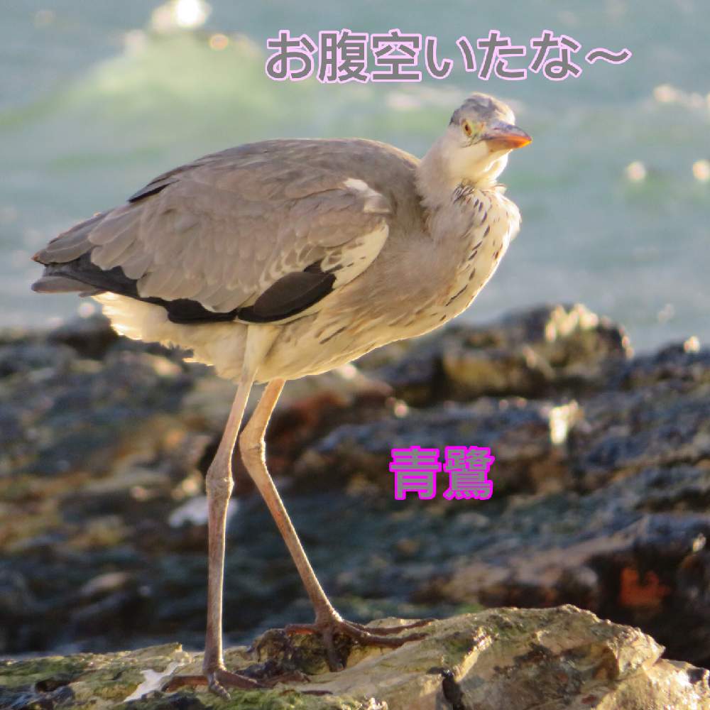 お出かけ先の画像 by かずやんさん | お出かけ先とお散歩