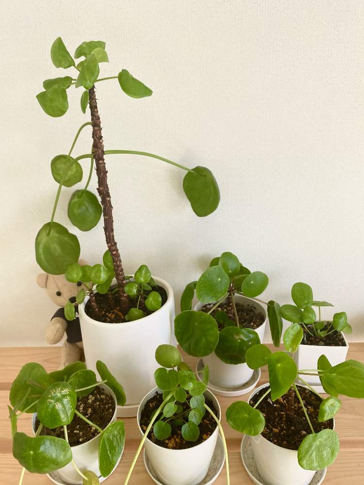 の画像 by nicoさん | ピレア・ペペロミオイデスと観葉植物とピレア属と挿し木とピレア・ペペロミオイデス挿し木とn⁂008と成長記録