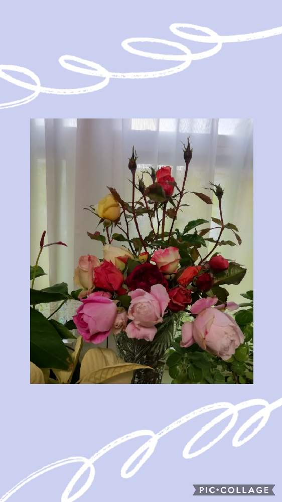 窓辺の画像 by 律さん | 窓辺と薔薇に魅せられてと薔薇♪と花のある暮らしとお花大好き♡