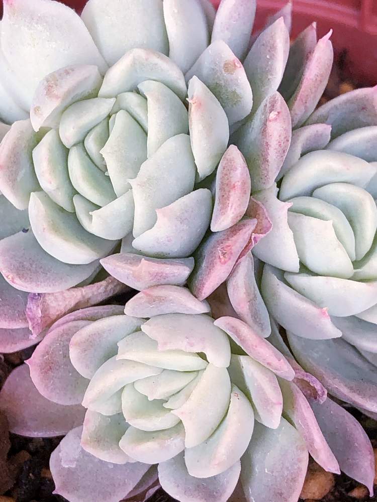 の画像 by ぽ〜め〜ままさん | イリアと多肉植物と皆様にありがとう♡と♡優しさに感謝♡と紅葉する多肉と(ㅅ˘˘)♡*.+゜感謝♡とおうち園芸とダイスキ♡( 〃 ❛ᴗ❛ 〃 )♡と♡ 綺麗 ♡と✧︎iPhone8撮影✧︎とだ〜い好き⁂と諒音!頑張って!!と医療現場の人々に感謝と♡私の癒しと花のある暮らしと✩.*˚願い☆。.:*・゜と❤️ 感謝 ❤️とお願いします(>人<;)とコロナ現場医師の悲痛な叫びと♡美しい♡