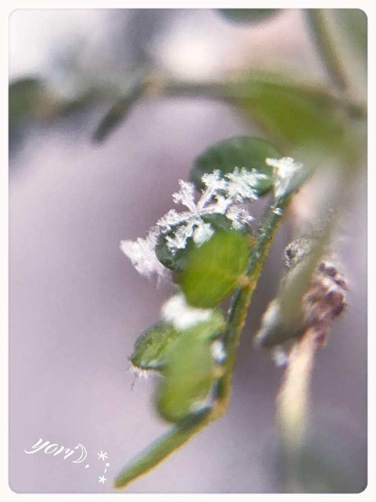 小さな庭の画像 by yori☽︎︎.*·̩͙さん | 小さな庭とソフォラ リトルベイビーと雪の日の1枚と体調に気をつけて!と(*˘⌣˘*)✿ฺ。こんにちは!とありがとうです♥️とチーム福岡と今週もよろしくです♡と今日に感謝♡と雪の結晶