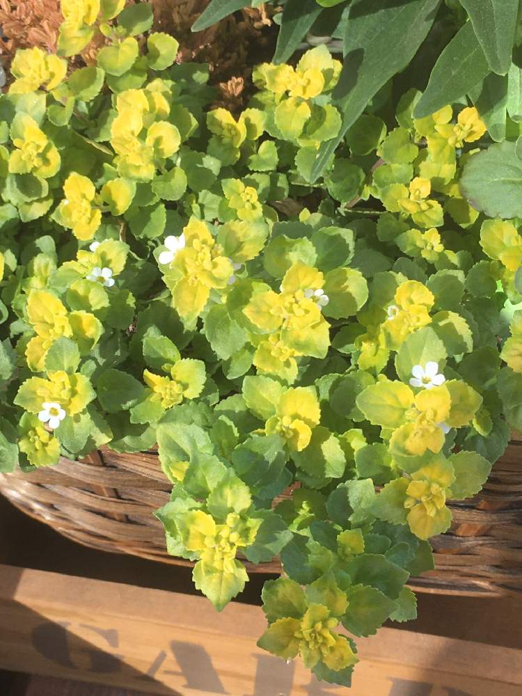 バルコニー/ベランダの画像 by でんでんさん | バルコニー/ベランダとバコパと寄せ植えと花のある暮らしと狭いなりに楽しむベランダガーデンとおうち園芸