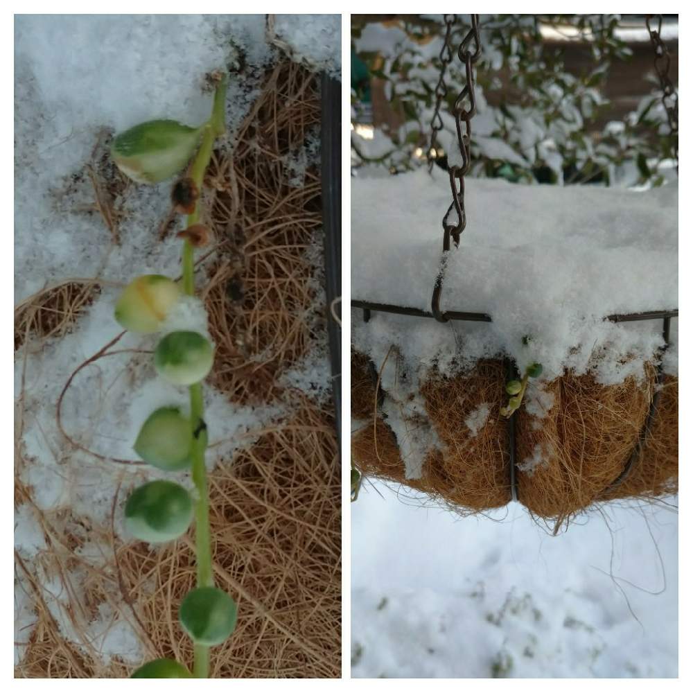 広い庭の画像 by ライクママさん | 広い庭と多肉植物と可愛い多肉ちゃんと多肉すきとネックレスの日