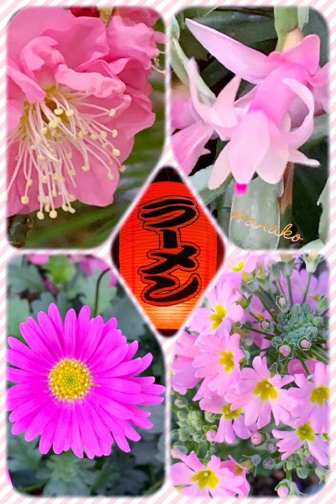 お出かけ先の画像 by ハナコさん | お出かけ先とピンクのお花と花と灯り