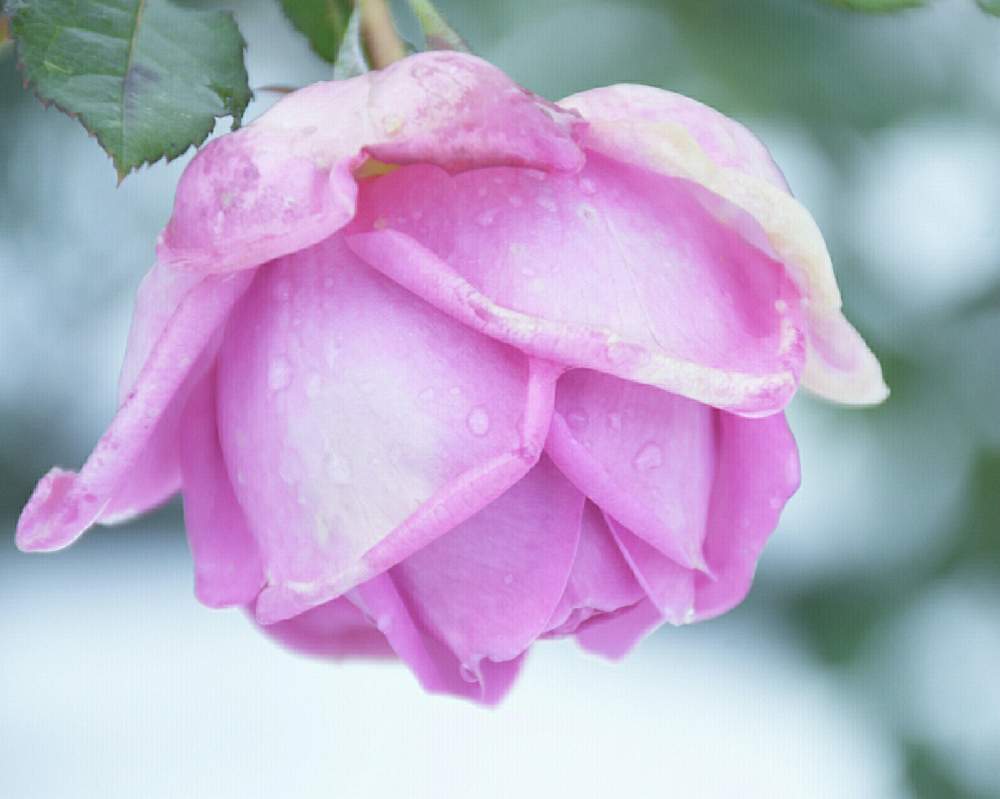 の画像 by naokichiさん | ばら バラ 薔薇と薔薇愛同盟とマイガーデンとおうち園芸と花のある暮らしと薔薇♪とバラ・ミニバラ