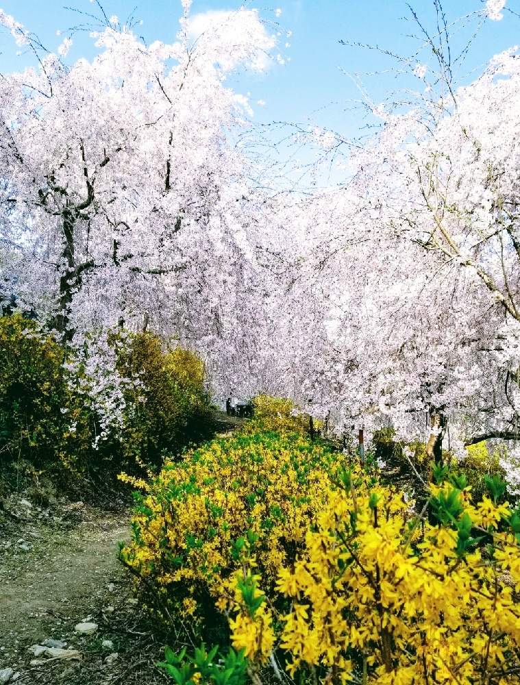 お出かけ先の画像 by まみさん | お出かけ先とレンギョウとさくら サクラ 桜とスマホ撮影と和の趣とやさしい色...と薄いピンクと今日のお花と日本の美とやさしい風景と自然の美とやさしい気持ち