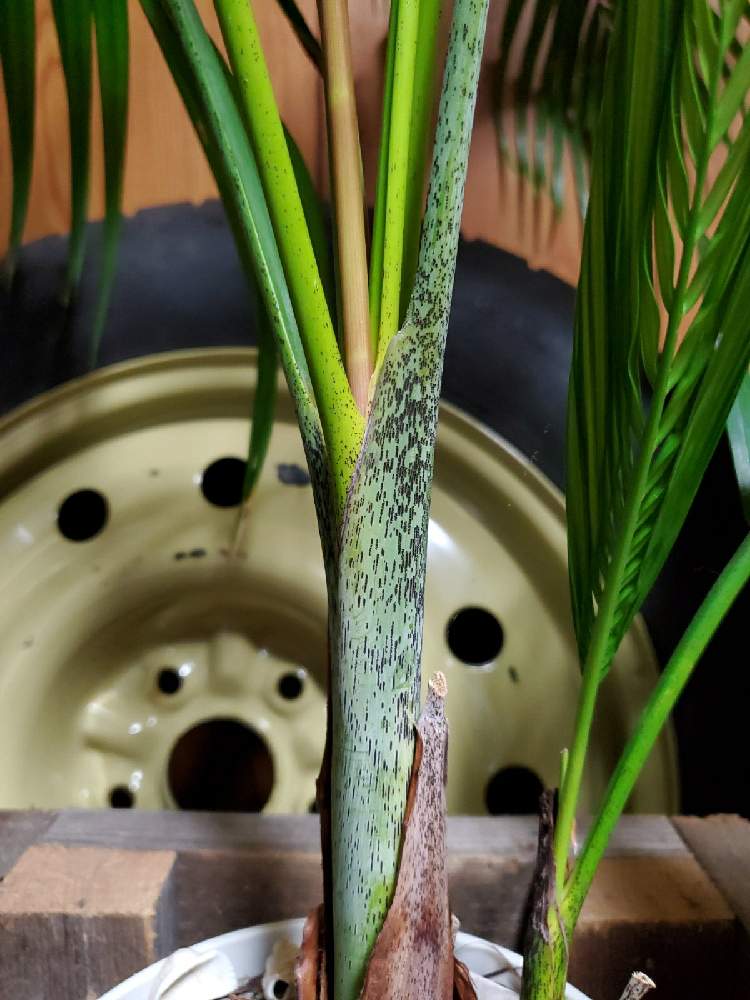 の画像 by yotanationさん | アレカヤシとコガネタケヤシとスーパーアレカとヤマドリヤシとDypsis lutescens.と日本と ヤシの木と南国とトロピカルとおうち園芸と海を感じるガーデニングとおしゃれとヤシとPalm tree