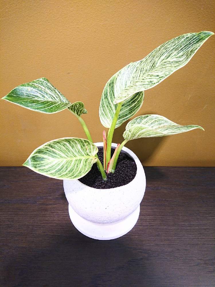 インテリアの画像 by ボタニカルラウンジ西武池袋店さん | インテリアとフィロデンドロン・バーキンと観葉植物を楽しむとボタニカルラウンジと観葉植物と植物のある暮らしとボタニカルライフとボタニカルラウンジ西武池袋店とボタニカルソイルと観葉植物専門店と西武池袋とインテリアグリーン