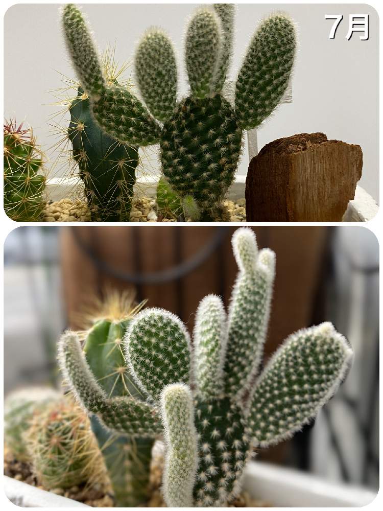 の画像 by ルミさん | サボテンと小さな苗からとおうち園芸と植中毒と鉢植えと玄関先
