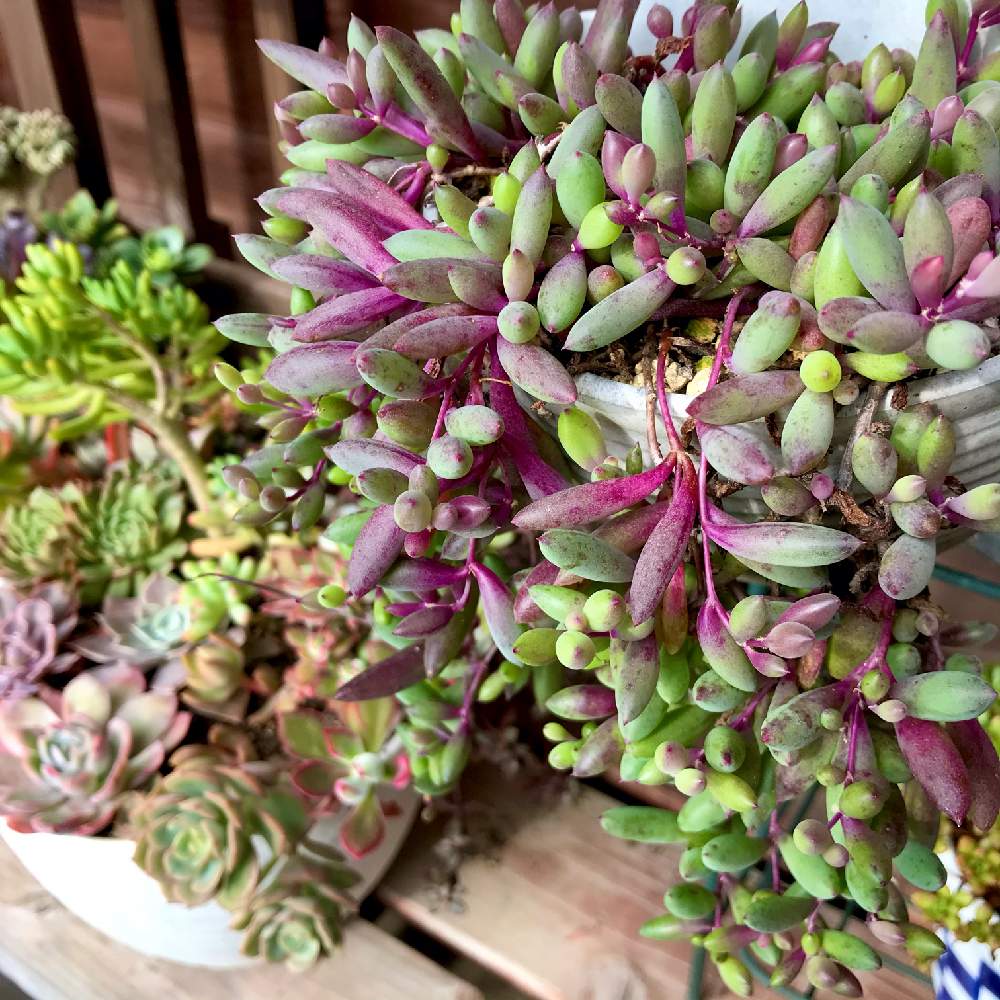 の画像 by ゆみこさんさん | ルビーネックレスと多肉植物いろいろと多肉植物と植物のある暮らしとつぶつぶと多肉植物寄せ植えと多肉植物のある暮らしとネックレスの日とiPhone撮影