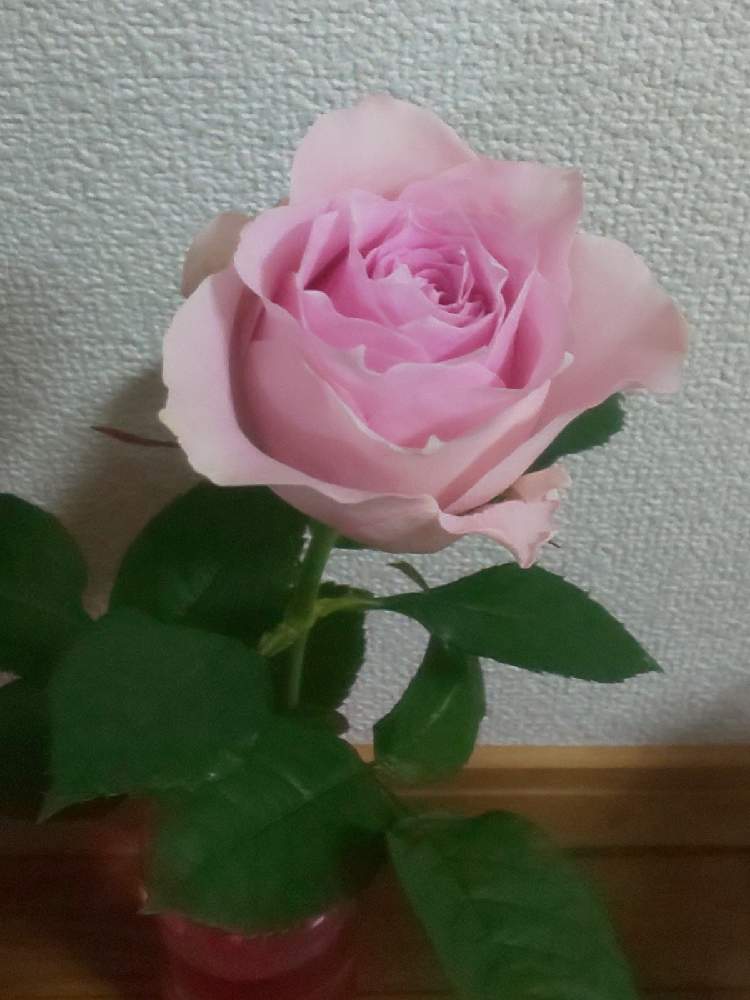 部屋の画像 by y312fさん | 部屋とバラとバラ リメンブランスとリメンブランスとイイハナプランと花の日チームとハナノヒとフラワークとコロナに負けるな!と一人一花と一人一花運動@福岡市と日比谷花壇のサブスク