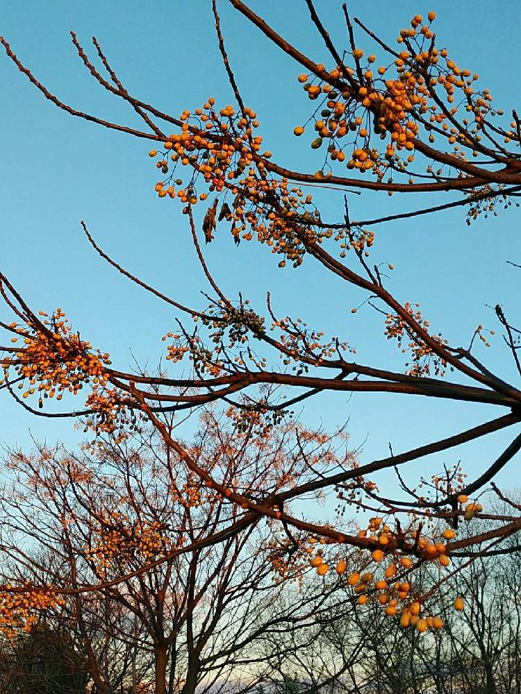 お出かけ先の画像 by とものやまさん | お出かけ先とセンダン(実)と公園と河川敷と川辺と土手と堤防