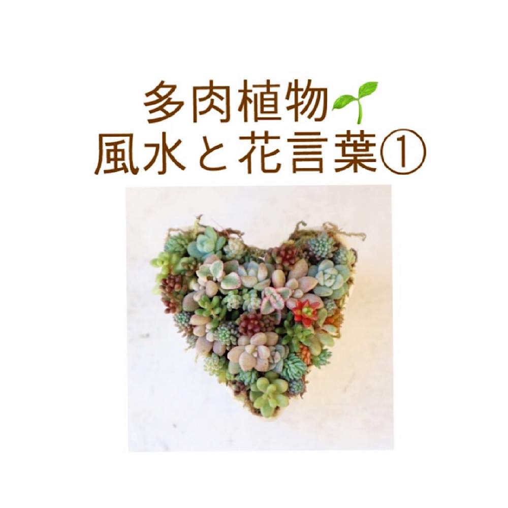 小さな庭の画像 by 多肉堂ホリユミさん | 小さな庭とセダム属と多肉植物とタニパトと多肉大好きと多肉植物寄せ植えと多肉のある暮らしとおうち園芸とエケベリア属と多肉女子とタニラーとガーデニングと多肉棚と多肉植物の育て方と多肉寄せ植えと多肉狩りとちまちま寄せ